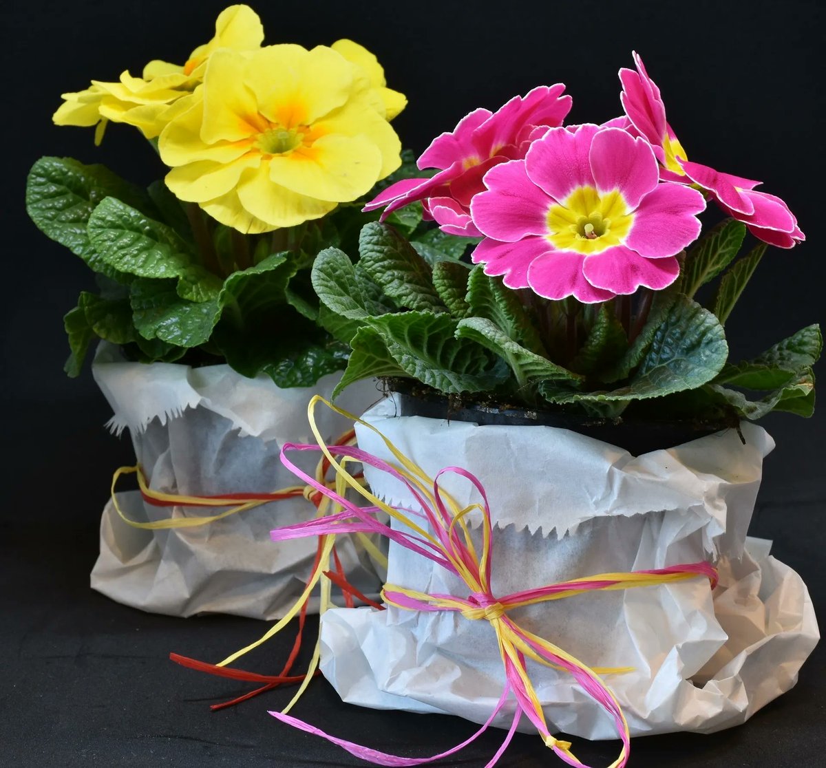 Brighten up your borders… 
Pipers Florist on Station Road West is on board for the upcoming #fiverfest (11-25 March) with two primulas for a fiver.
.
.
.
#shoplocal #totallylocally #loveoxted #oxted #surrey #SupportSmallBusinesses #shopsurrey #lovelocal