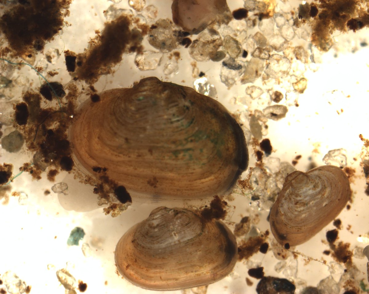 Quite a bit of size variation in our 2020 cohort of captive bred Freshwater Pearl mussels: the big one here is 3.5 mm and the small one is 1.3 mm 
#Margaritifera @npwsBioData  <a href="/MarineInst/">Marine Institute</a>