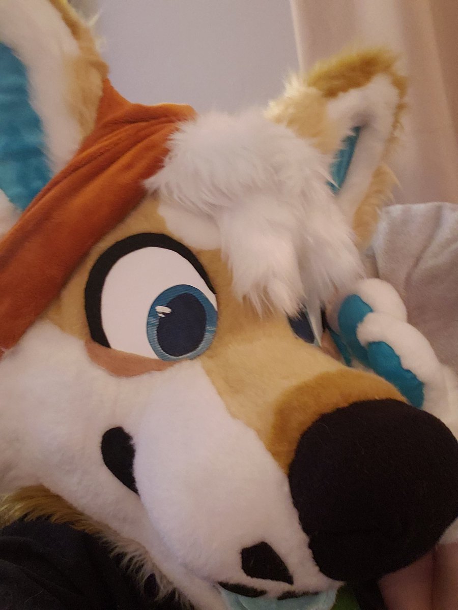 ShibKeebs1's tweet photo. @XushoWolf Wah! You are so adorable! Seeing you makes this canine smile! https://t.co/I18cTXvnxZ