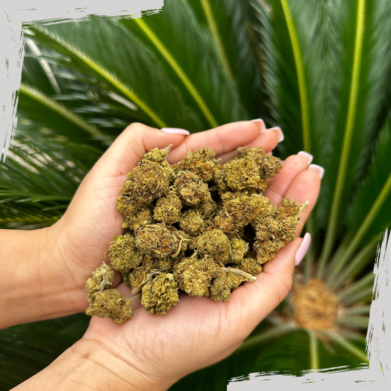 Cbd4Pro1's tweet photo. 🍒OFFRE CBD4PRO🍉

Retrouvez la Tutti Frutti CBD à prix avantageux !

Cette variété est particulièrement appréciée des consommateurs pour ses arômes fruités, avec des notes de mangue, d'orange et de pin.

RDV sur  https://t.co/wG3bAgauhb🌿

#CBD #franceverte #CBDcommunity #cbdfr https://t.co/AbhCQs5JNA