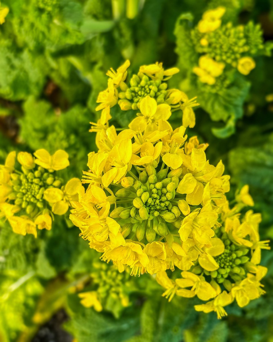 pandacross4wd's tweet photo. 帰り道では唯一の菜の花が見頃
#菜の花 #アブラナ #アブラナ科 #chinesecolza #turniprape #花の写真館 #花のある暮らし #花のある風景 #flowerlovers #スナップ写真 #snapshot #gifuebooks #gifuphoto #tokyocameraclub #帰り道 #gifusta #shotoniphone #スマホ写真部 https://t.co/bKSZUcAUzI