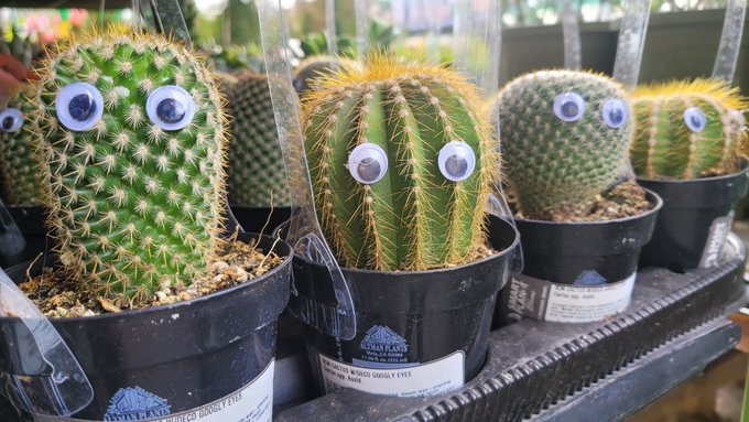 A couple days ago I went to Home Depot and someone had stuck googly eyes on every cactus. I should have<a href="/tag/gardening"class="tags"><span>#gardening</span></a><a href="/tag/cactus"class="tags"><span>#cactus</span></a><a href="/tag/homedepot"class="tags"><span>#homedepot</span></a><a href="/tag/setdesign"class="tags"><span>#setdesign</span></a><a href="/tag/googlyeyes"class="tags"><span>#googlyeyes</span></a>