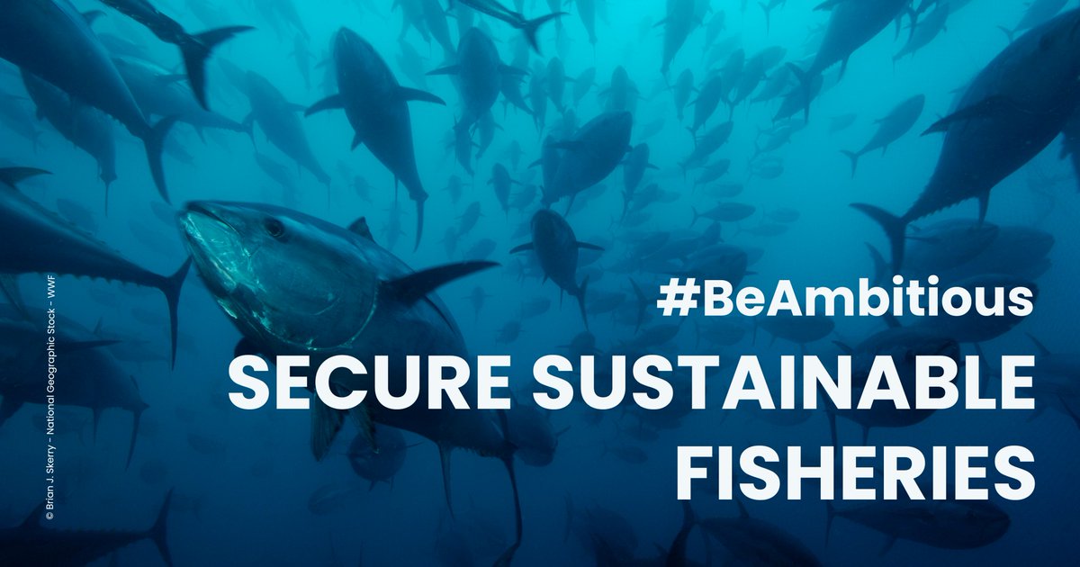 The EU needs to stick to its zero tolerance policy for illegal fishing practices.
We urge the EU to agree to a stronger fisheries control regulation to ensure that offences are effectively sanctioned.

#SecureSustainableFisheries
#FisheriesControl
