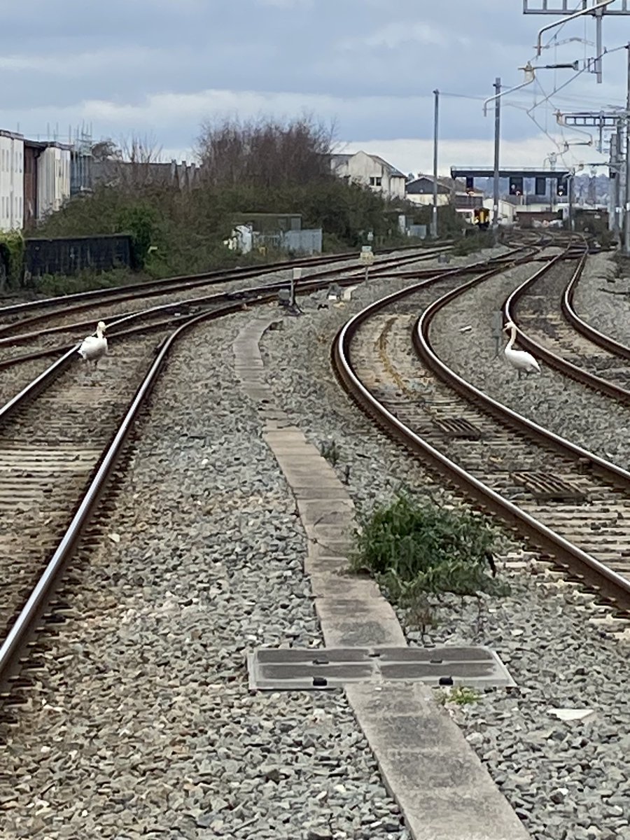 BdmesSecretary's tweet image. Trains delayed due to swans on the track at Cardiff!