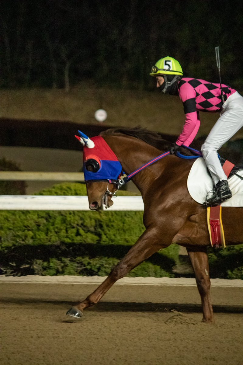 開店記念セール！】 調教鞍 ソメスサドル ハーフツリーサドル 腹帯付き