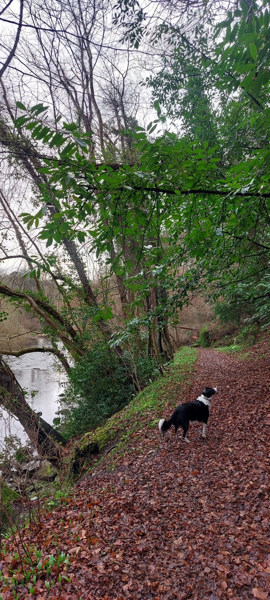 wlhaydock's tweet photo. Walking and collecting for printing later #walk #forage #alongtheliffey #printprep https://t.co/tIVAYxmFo5