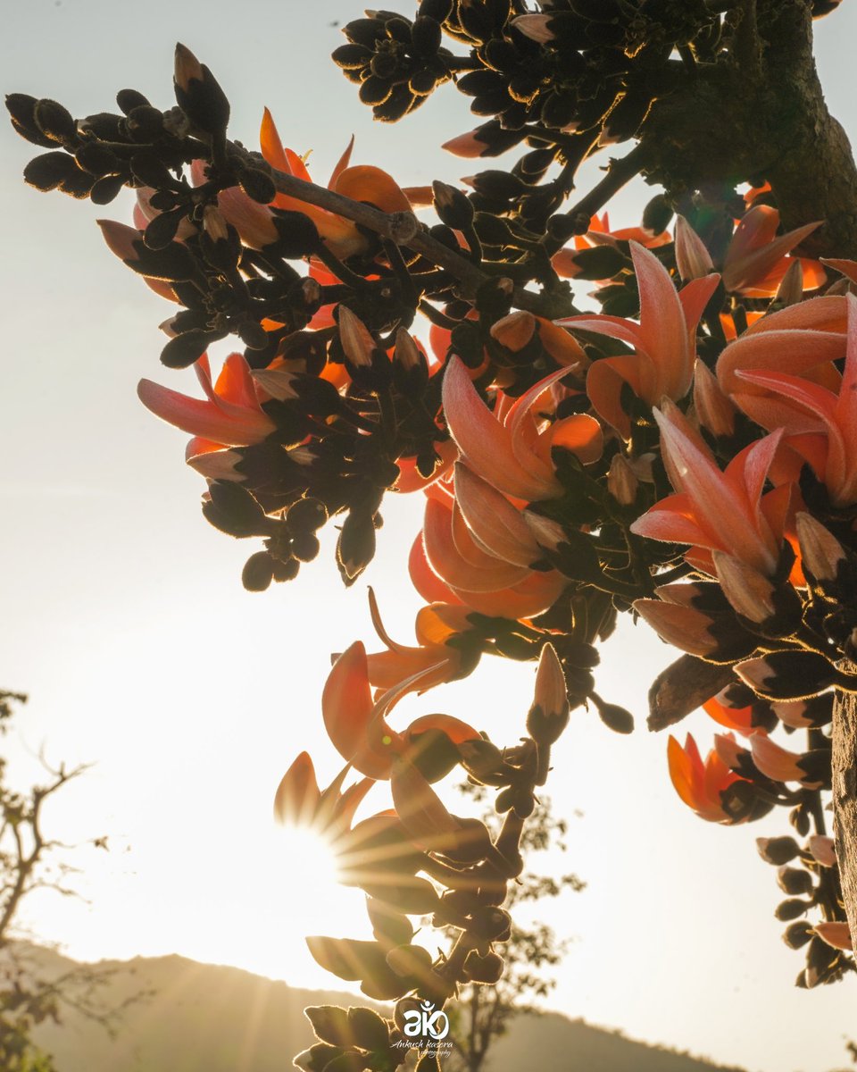 ankushkr2020's tweet photo. Palash : The State Flower of Jharkhand 
These beautiful flowers are in their full bloom around this time, they are rightly called ‘ the flame of the forest’ Its botanical name is butea monosperma.
These days, the flowers of Palash are being seen in the forests of Jharkhand. https://t.co/FKhgtVseW1