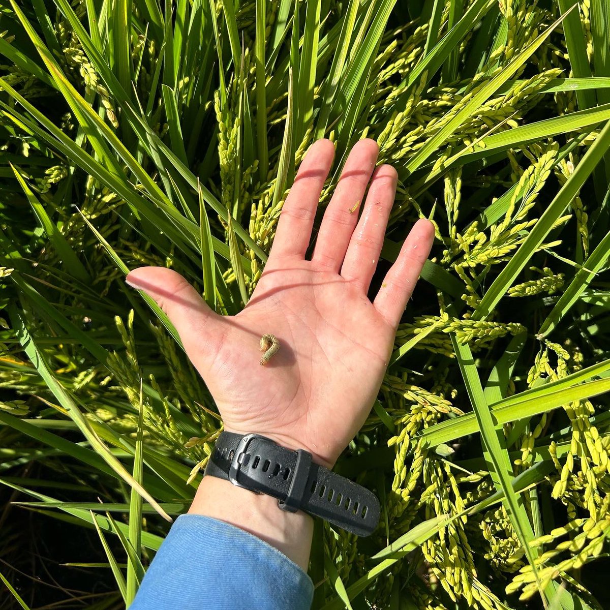 The Agronomists have been busy eagerly looking for Armyworm in the rice this season! Numbers have been low so far 🐛🌾