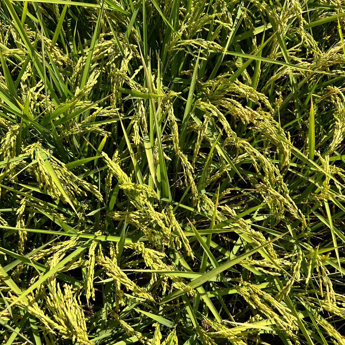 IKCaldwell's tweet photo. The Agronomists have been busy eagerly looking for Armyworm in the rice this season! Numbers have been low so far 🐛🌾 https://t.co/dYnBlKtWA2