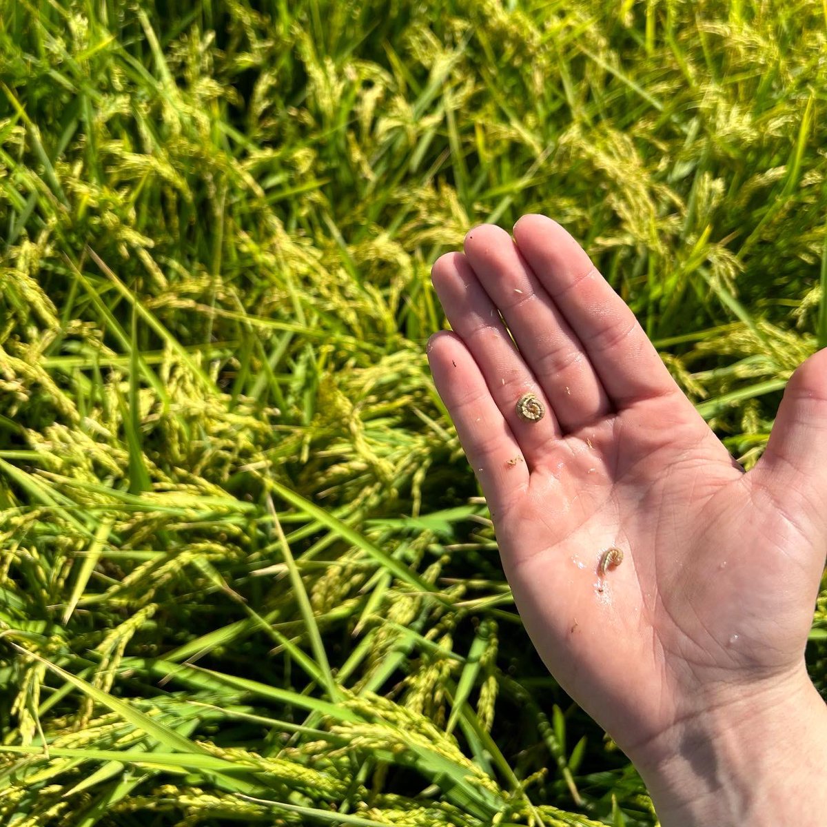 IKCaldwell's tweet photo. The Agronomists have been busy eagerly looking for Armyworm in the rice this season! Numbers have been low so far 🐛🌾 https://t.co/dYnBlKtWA2