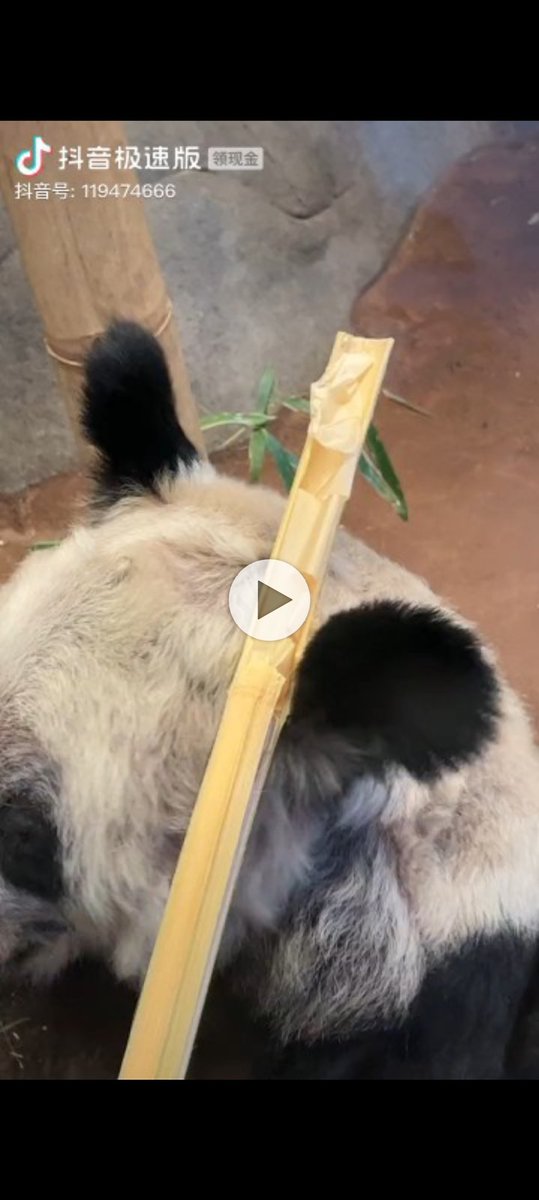 dongsu230128's tweet photo. @MemphisZoo Please stop lying!This is bamboo which you said fresh bamboo?You has farm but give her the old bamboo!Don't you have hearts?If you can't take good care of them,please return yaya and lele to China
#MemphisZoo #memphisabuse #memphismurder #lier #hearttack https://t.co/rMLGTBIQ5N