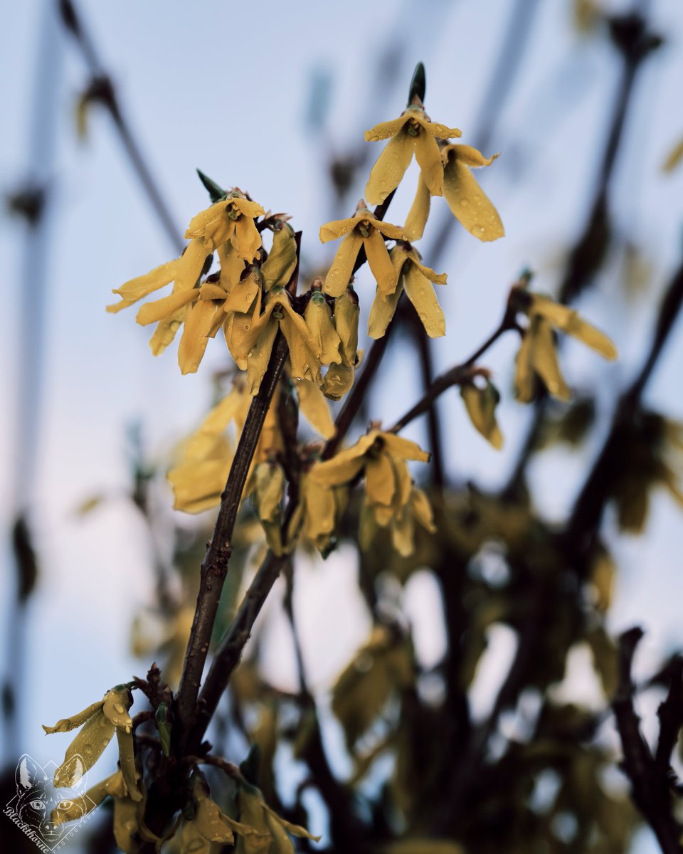 Early to Rise, Great Smokey Mountains, North Carolina

Read More At:
blackthornephoto.com

#photography #landscapephotography #Appalachia #GSM #GreatSmokeyMountains #Winter #Forsythia #WesternCarolina #blackthornephoto