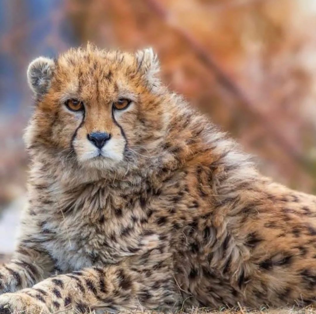 Mohamad tweet media