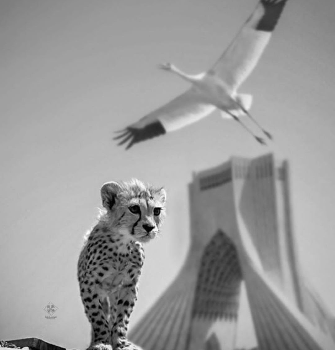 Rezza_Barber's tweet image. برایه پیروز و احتمال انقراضش⁦:⁠&apos;⁠(⁩
تنها دلخوشی مردم هم کشتن
#مهسا_امینی #پیروز #انقراض