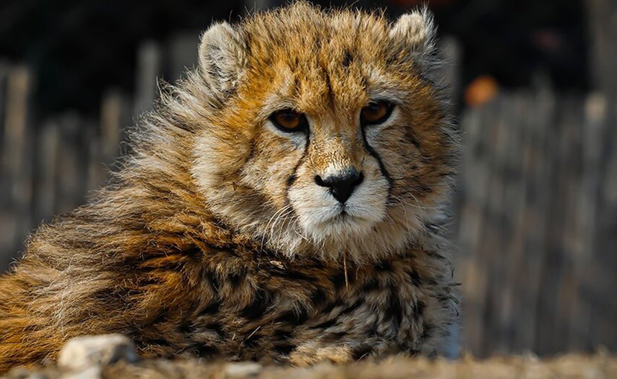 Living in Tehran (LiT) tweet media