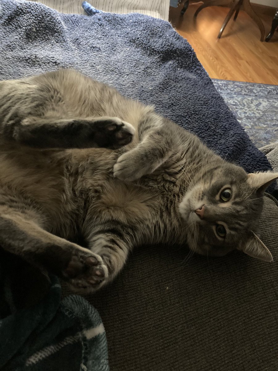 krisykin's tweet photo. The vet put me on a DIEt.   Send snacks.    #FadingFast #CatsOfTwitter https://t.co/MnIzyzVLga