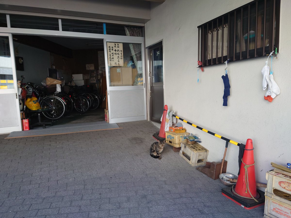 410Way's tweet image. 駐輪場の猫さん✨
#ねこ部
#看板ねこ
#看板猫
