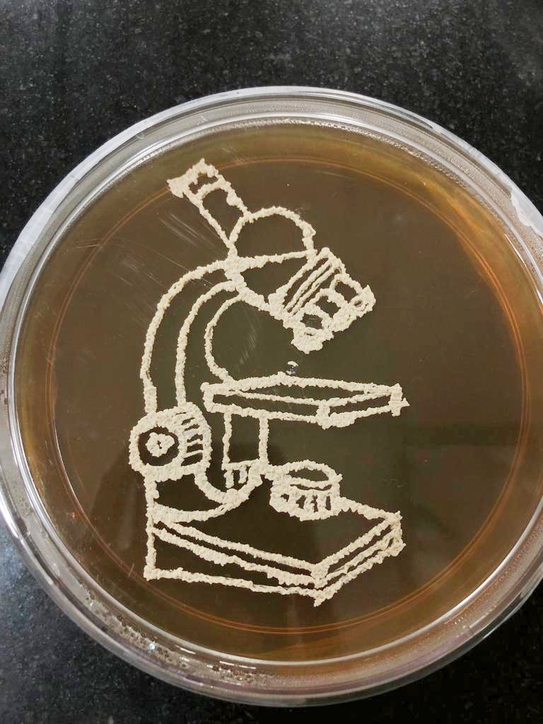 RamAvchar's tweet image. Happy National Science Day! NSD-2023 &quot;Global Science for Global Wellbeing&quot;@Openday @SciOutrAthab @NCMR_Pune @SharmaAavi @DBT_NCCS_Pune
 🔬 🧫🧬🧫