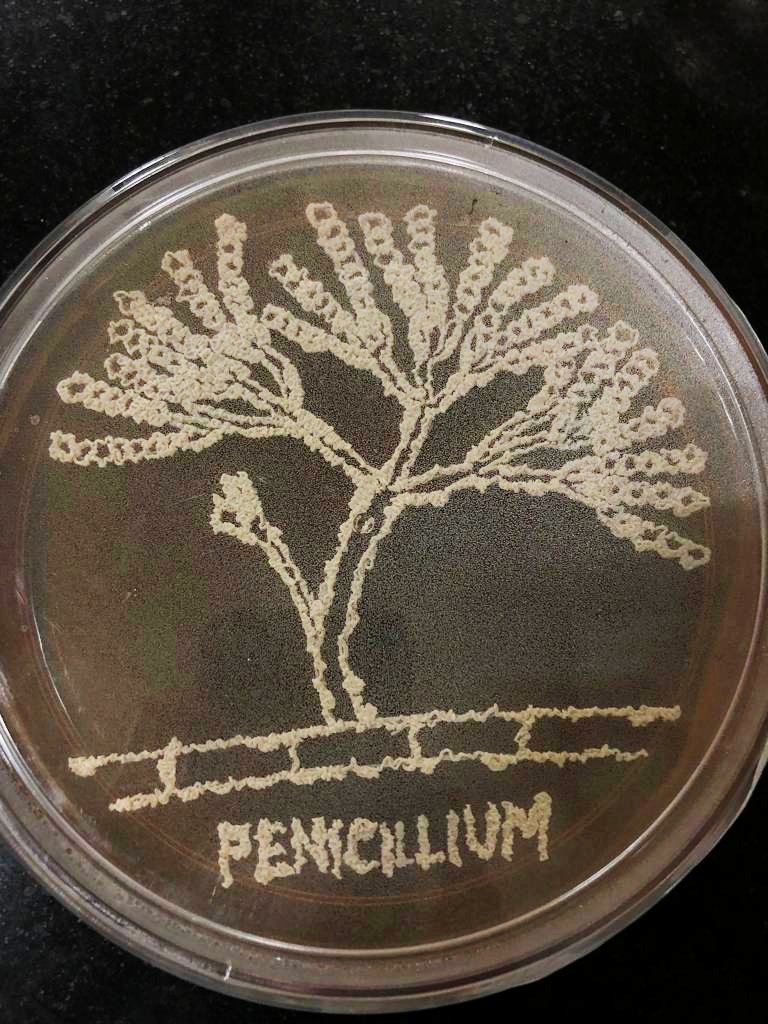 RamAvchar's tweet image. Happy National Science Day! NSD-2023 &quot;Global Science for Global Wellbeing&quot;@Openday @SciOutrAthab @NCMR_Pune @SharmaAavi @DBT_NCCS_Pune
 🔬 🧫🧬🧫