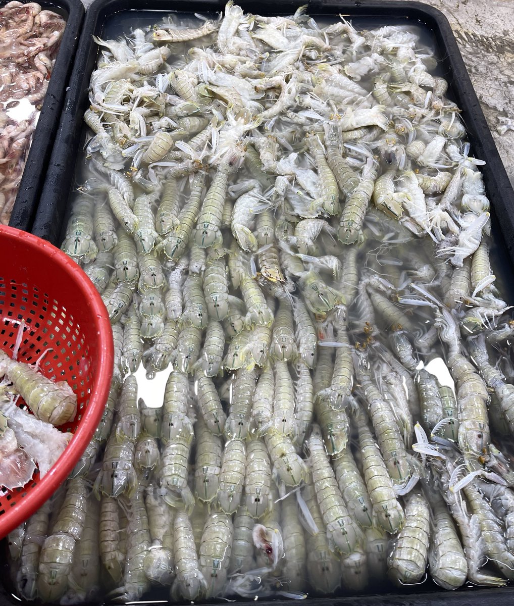 Injang_Nation's tweet photo. Memburu gorgon. Habis semua pusat pengumpulan gorgon diserbu hari ini untuk memberi makan pada bini. https://t.co/uJOLh1ejnC
