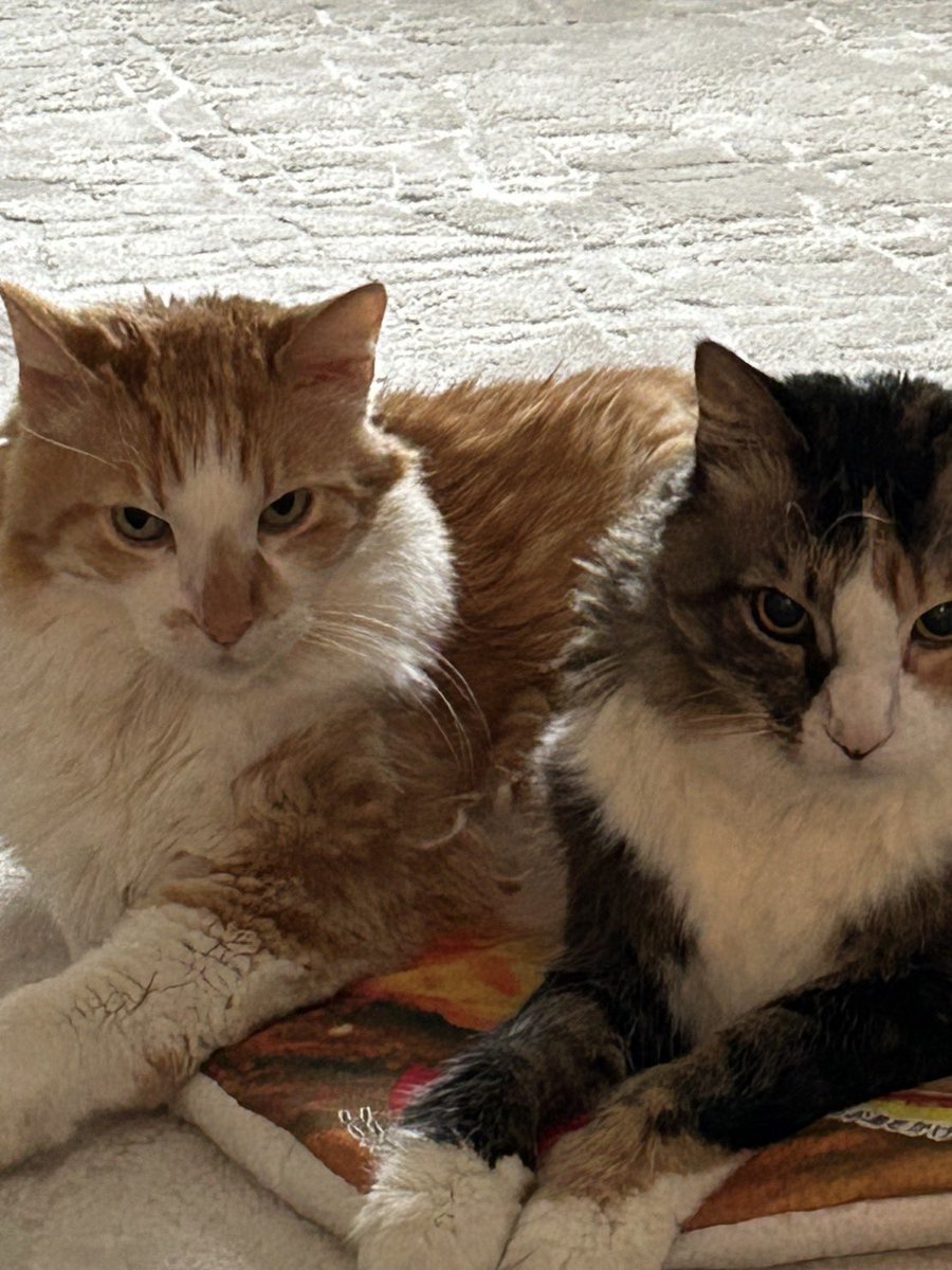 hiro (the orange cat) tweet media