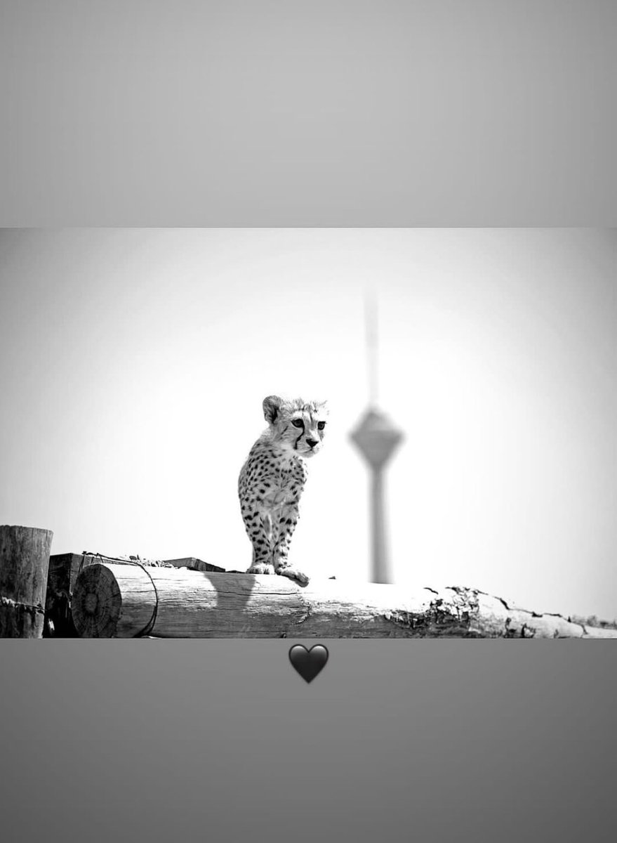 amin_khanbaba's tweet photo. ببخشید پیروز جای خوبی زندگی نمیکردی 🥹🥲 https://t.co/G6VNkgpTLw