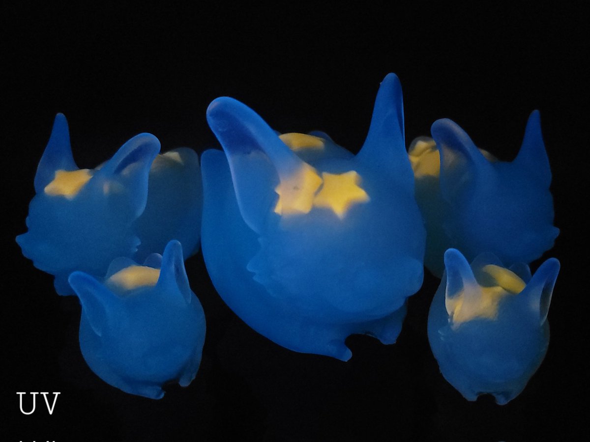 Bat Bites Toys Next Drop 3/3 8p EDT on Twitter "Color shift star confetti bats! 🥹🦇"