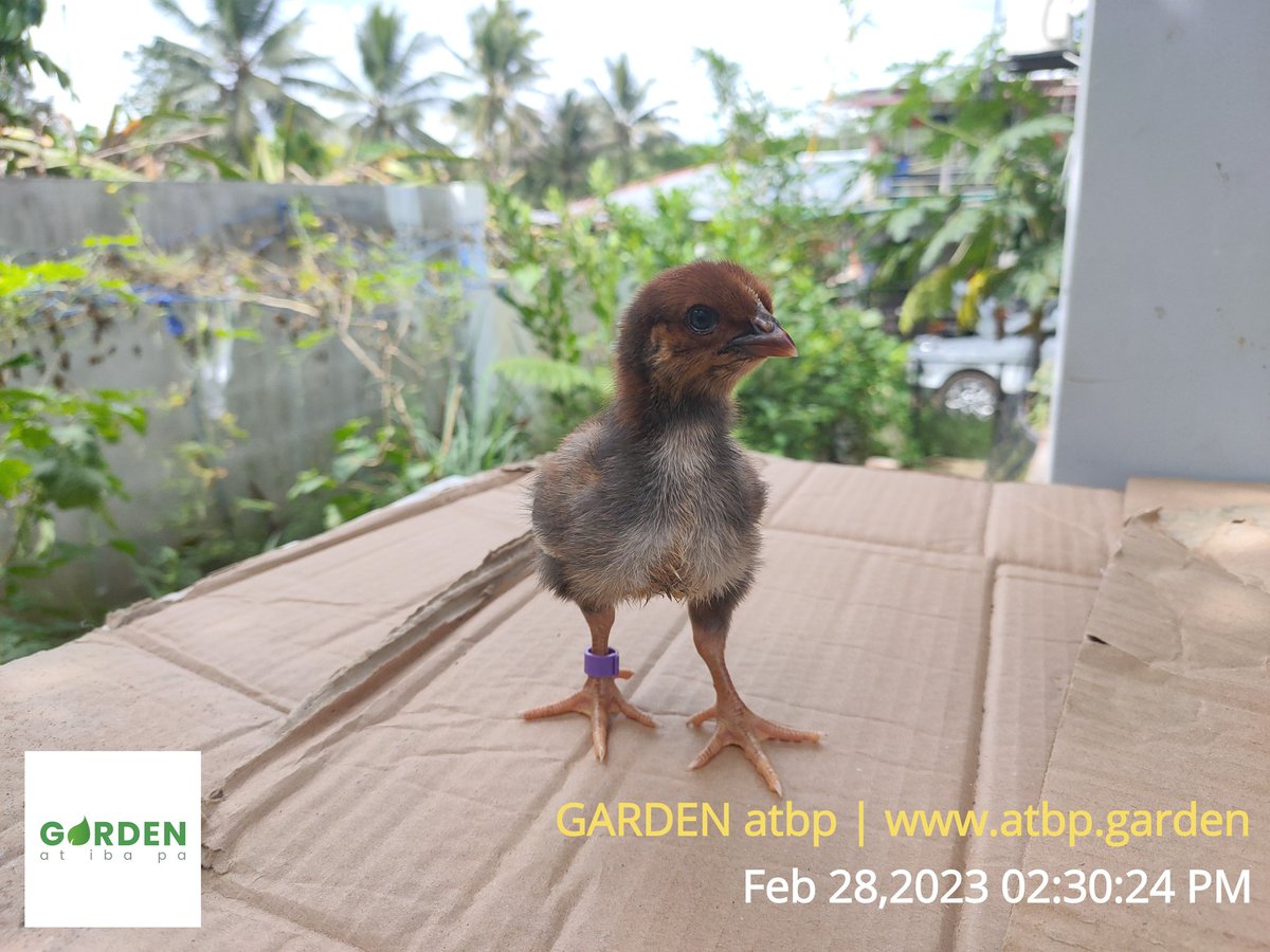 With the cute leg band.

#rhodeislandred #Philippines #freerange #chickenfarming