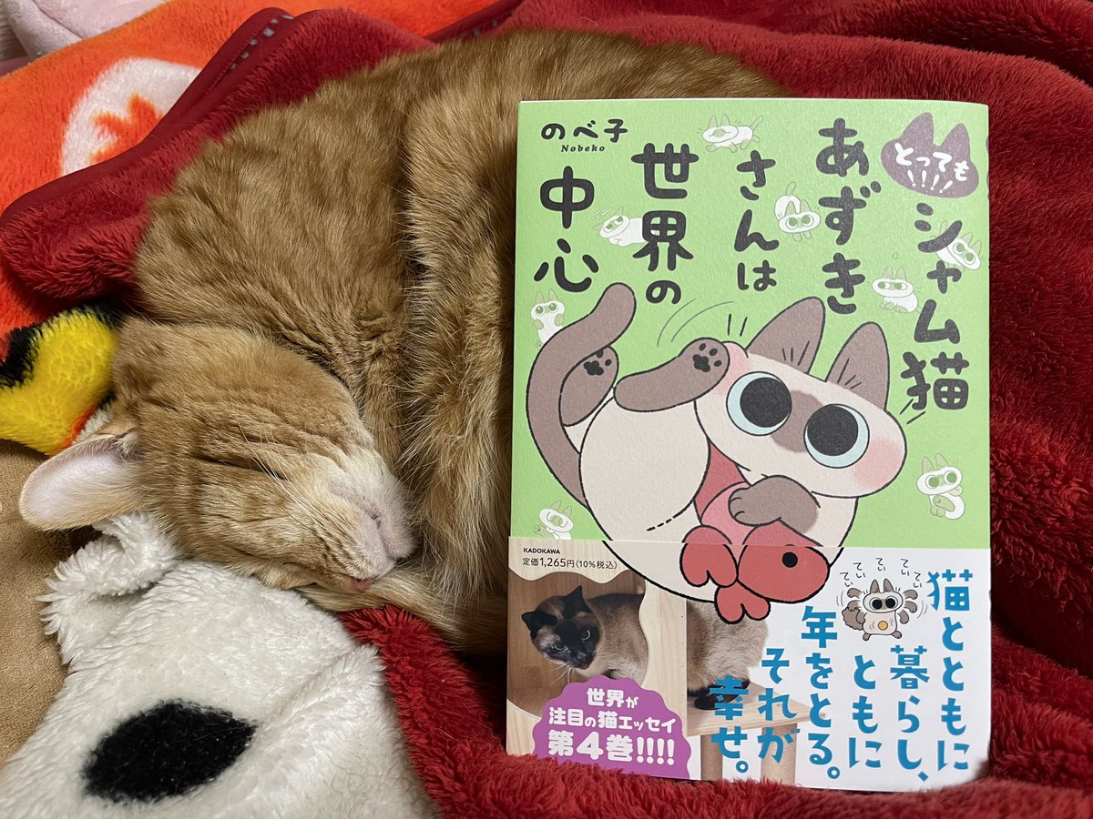 予約していた「とっても!!!! シャム猫あずきさんは世界の中心」が、ようやく届きました👍😍