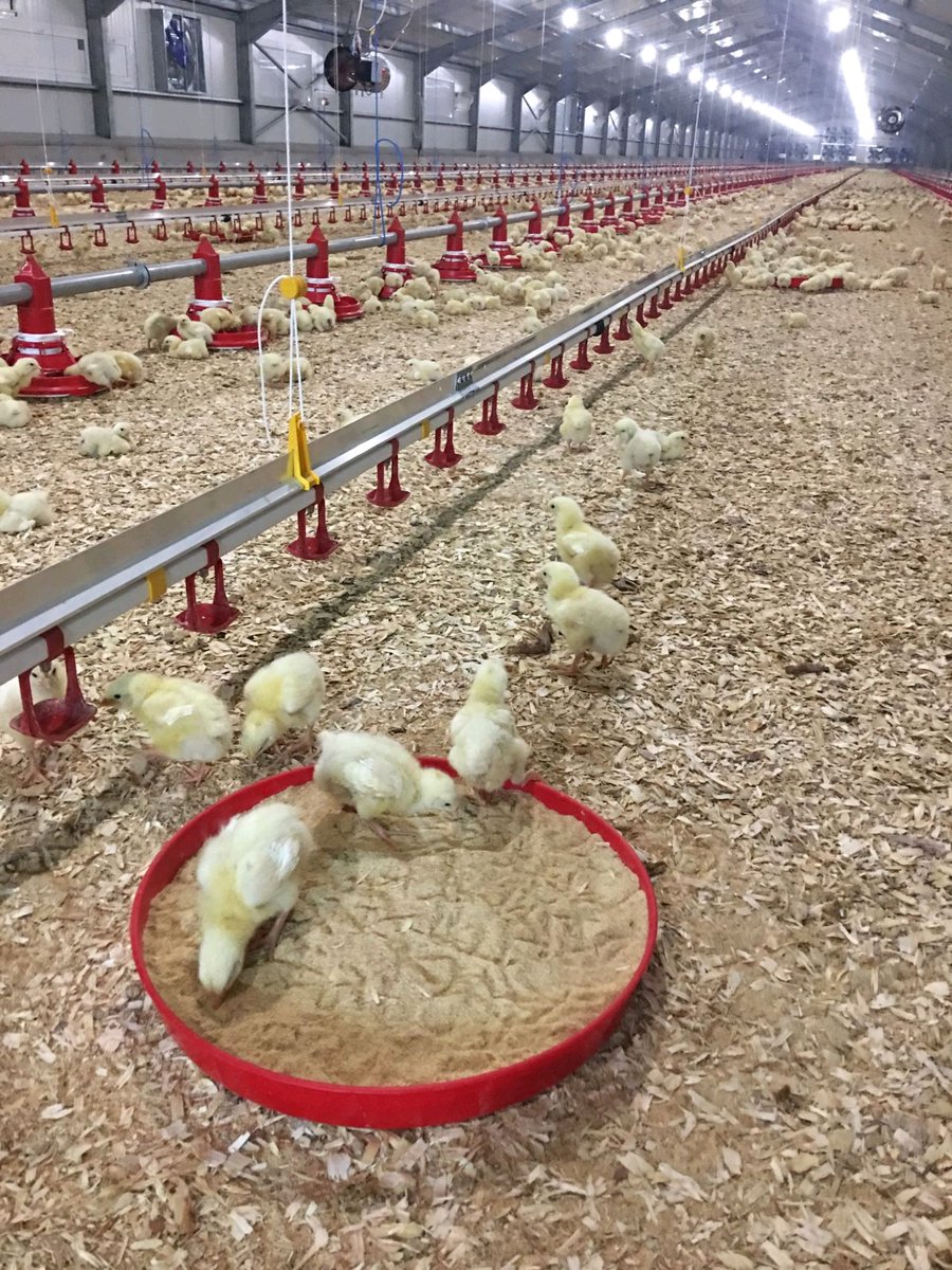 Radvan_Vedasto's tweet photo. The reason Poultry production is rapidly growing is  due to high demand of protein and animal protein is superior to plant protein like beans which lack some of  essential Amino acids like lysine, methionine and tryptophan. https://t.co/WZrRB11rNp