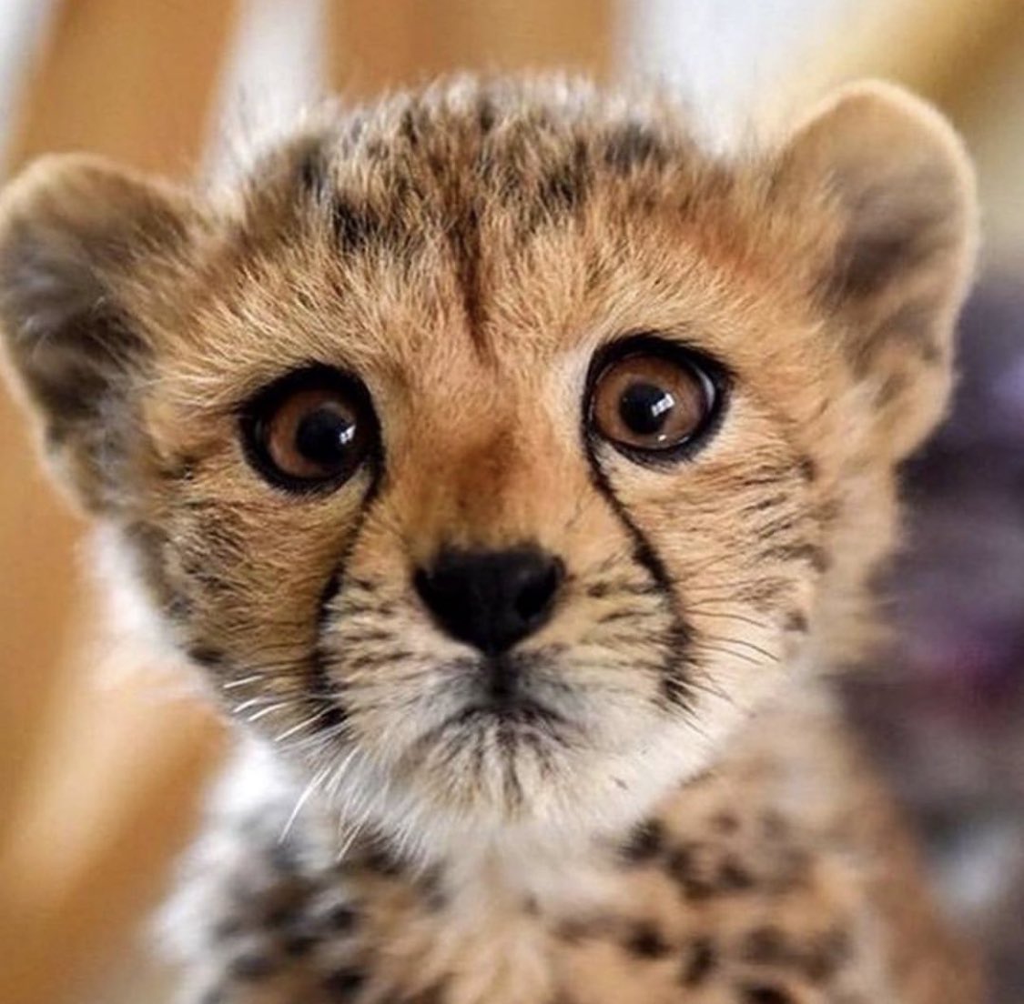 آقا الماسی tweet media