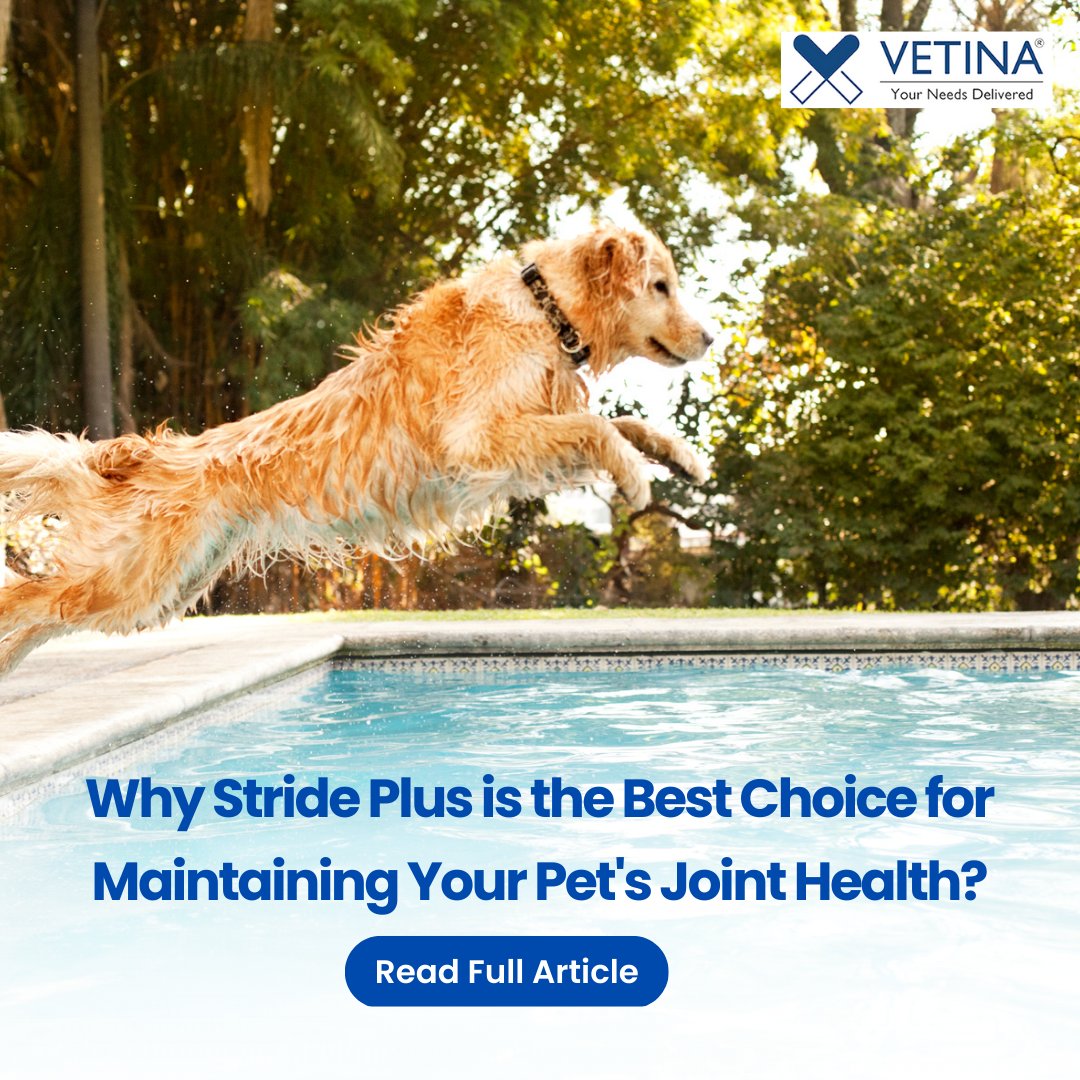 VetinaHealthca1's tweet photo. Read about 5 Reasons Why Stride Plus is the Best Choice for Maintaining Your Pet's Joint Health.
https://t.co/TiifLxcuKy 

#Strideplus #dogjointpain #dogcare #VetinaIndia #vetinacares #jointpain #caninejoints #doglover #vets #veterinarian #veterinary #vetina #dogjointtips #vetina https://t.co/i214zXiHr7