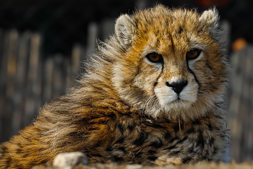 Today, Iran's rare Asiatic cheetah cub Pirouz died of kidney failure.

Since its inception 44 yrs ago, the regime has violated the most basic human rights of Iranians.
But, its neglect and persecution has also extended to  Iran's environment and those wanting to protect it.
(1/6)
