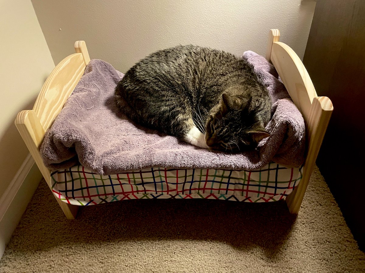 anxiouscat_dad's tweet photo. my heart is so full 💛 https://t.co/gEnRqfLyVF