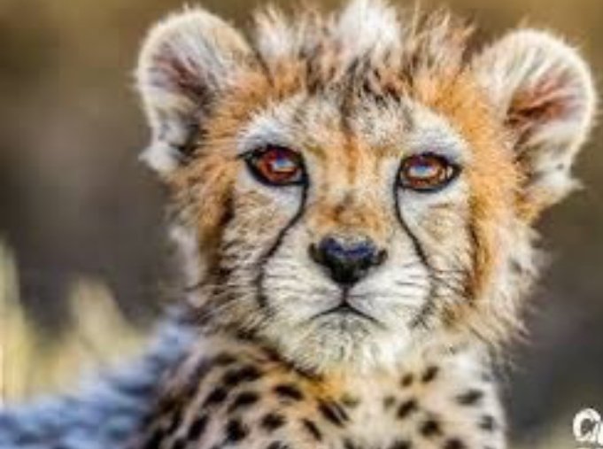 honeyprg's tweet photo. شوربختانه پیروز از بین ما رفت. پیروز مُشتی‌ست نمونه‌ی خروارخروار بی‌تدبیری و مُصیبتی که بر سر محیط زیست این کشور می‌رود.‌ صد حیف.
تمام دلخوشی هایمان میرود و نمیدانم کی قراره عدالت اجراشود!و قاتل دستگیر.... https://t.co/1VzDwbnsJ2