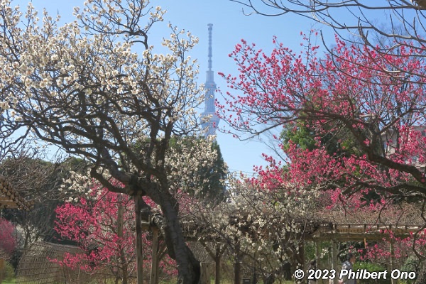 Mukojima Hyakkaen Garden in Sumida-ku, Tokyo has plum blossoms now in full bloom. Not a huge garden, but big enough for a good variety of sweet-smelling white, pink, and red plum blossoms. National Place of Scenic Beauty & National Historic Site. #向島百花園 #梅まつり #墨田区