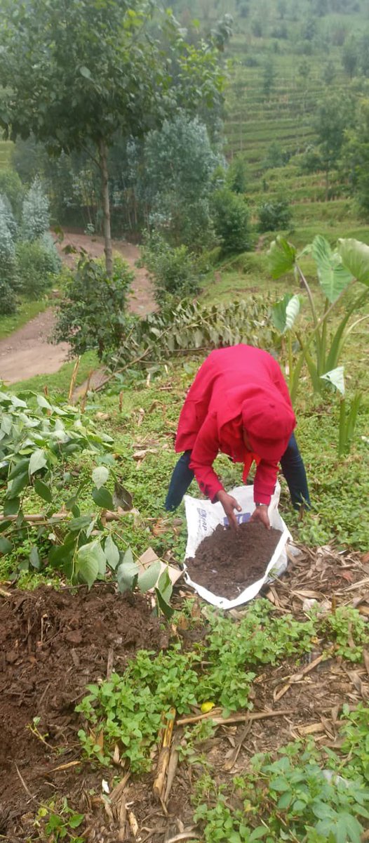 Soil testing is one of the key activities we complete before the start of the season. The most crucial procedure in #modernagriculture is #soiltesting, which determines the amount of manure and fertilizer to apply based on the results of the test and the crop being grown.