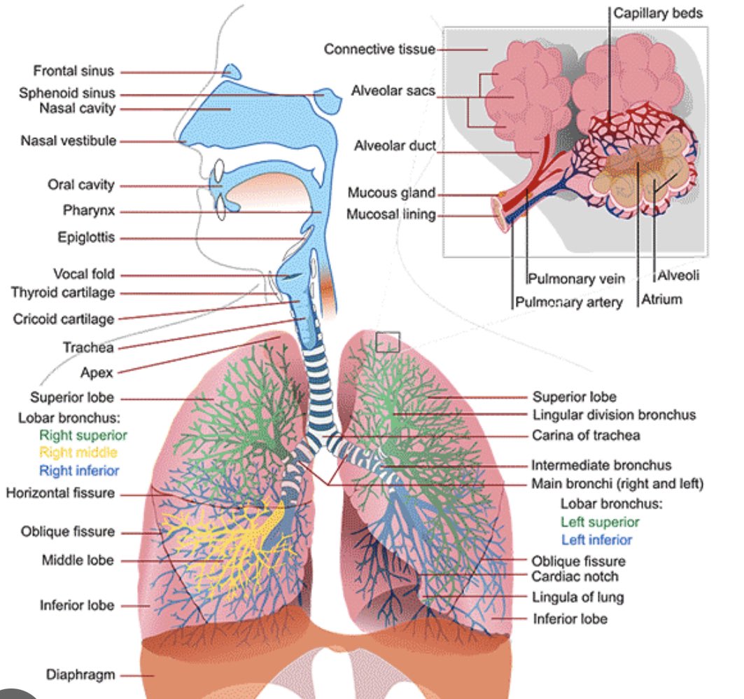TradrBravo's tweet photo. La anatomía del aparato respiratorio puede ser confusa:
«bronchus» es «bronquio»,
«bronchi» es «bronquios»,
«bronchiole» es «bronquiolo»,
«bronchioles» es «bronquiolos»,
«alveolus» es «alvéolo» y
«alveoli» es «alvéolos».

#medicaltranslator #translator https://t.co/Gi97n87Nkr