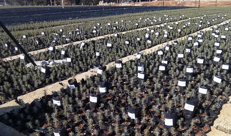 Depremde hayatını kaybedenlerin isimleri 'fidanlarda'
cumhuriyet.com.tr/turkiye/deprem…