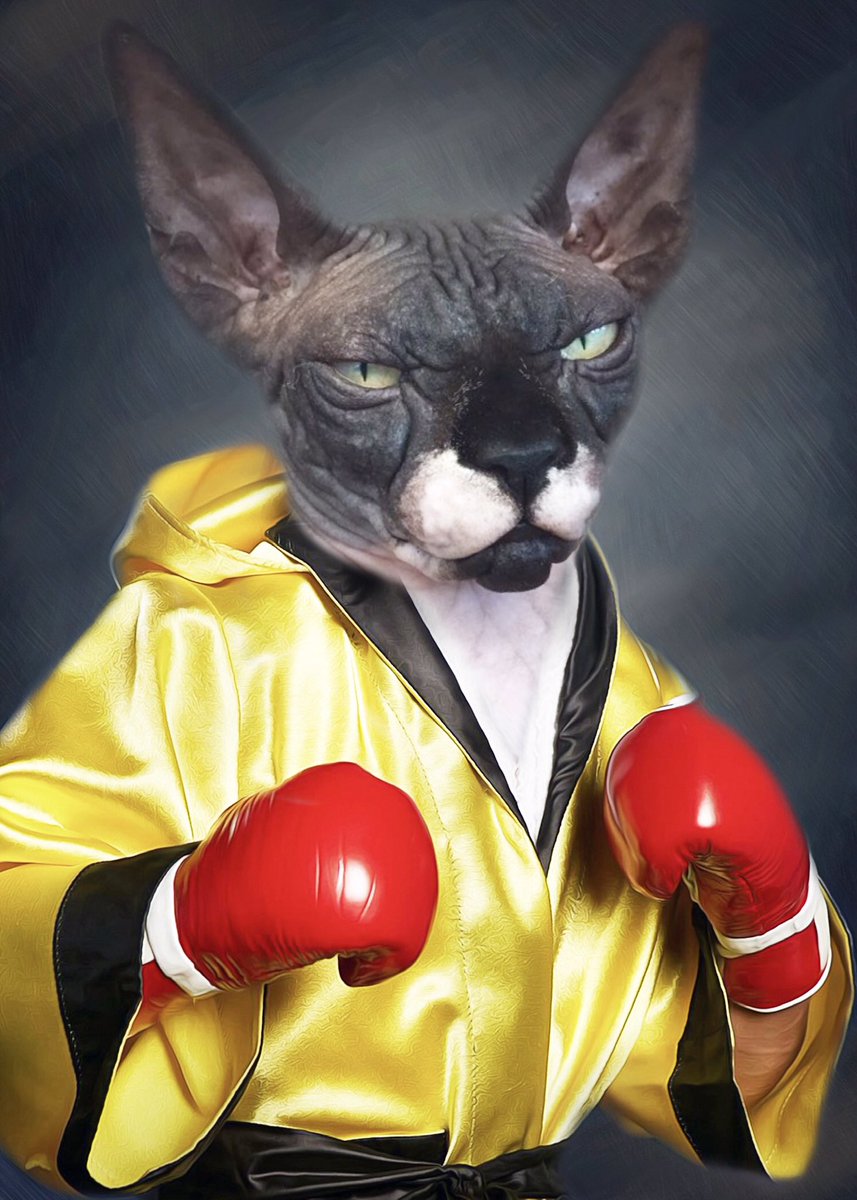After seeing @tommytntfury scrapping a win over @jakepaul on Sunday the Manc Sphynx is ready to join the circus...Send In The Clowns. #TommyFury #JakePaul