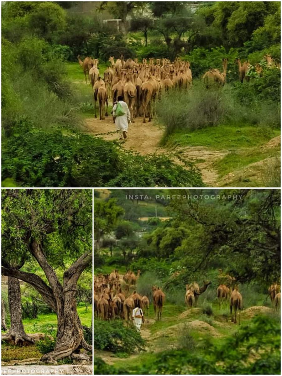 Dastan gunje gi inhi sehraon me
Hum rahen ya na rahen nakhsh e qadam bolen gy....

Tharparkar 

#Tharparkar #tharphotography #tharparkarsindh #camels