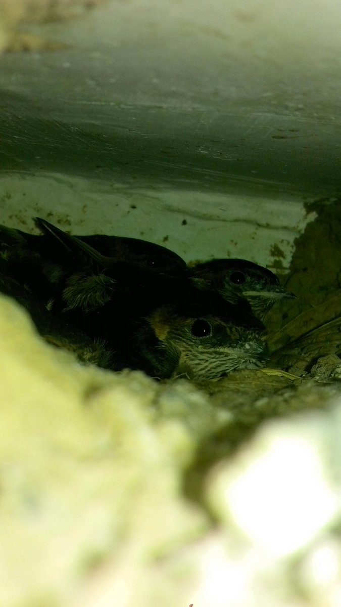 little swallow in my house!