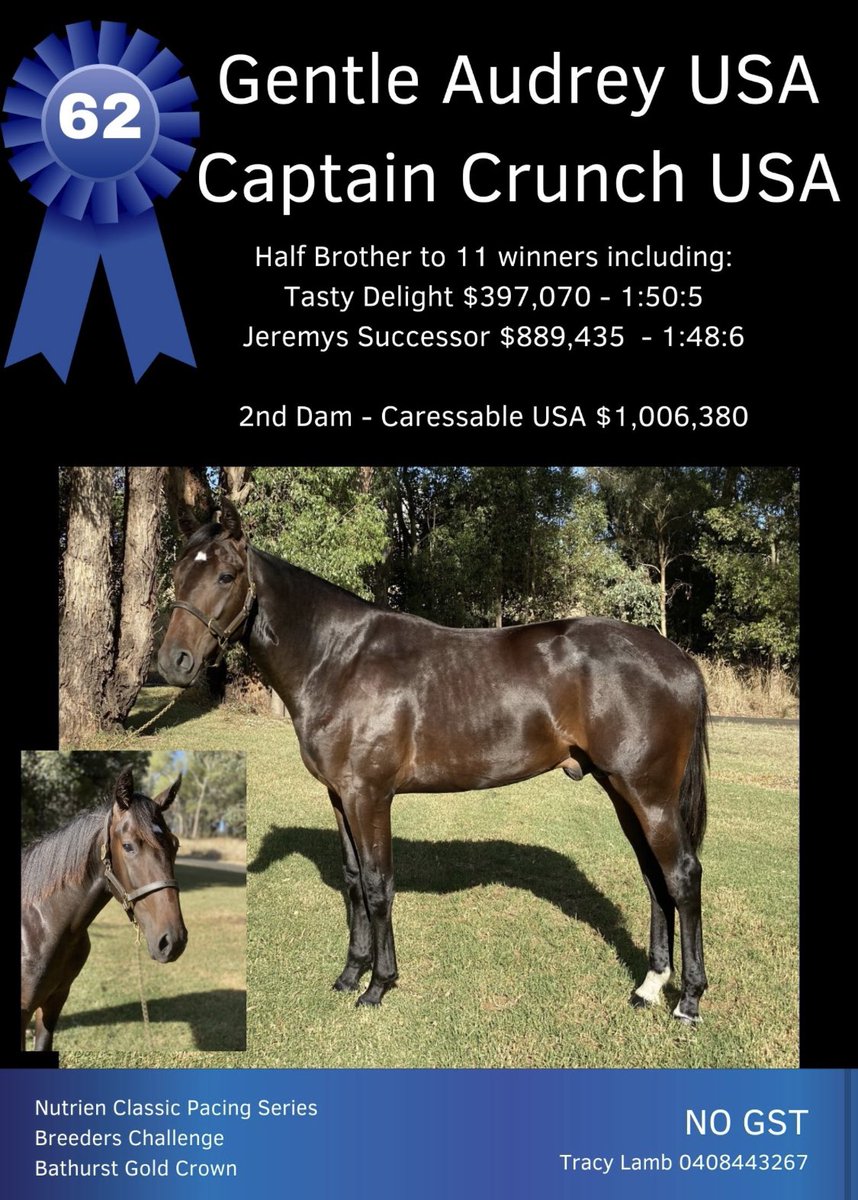 tracylamb_'s tweet photo. Yearling sale time again this Sunday and you can’t go past lot 62. Half brother to Tasty Delight out of boom sire Captain Crunch @CobbittyEquine @NutrienEquineSB @lukeamccarthy https://t.co/XwGQlcrl9I