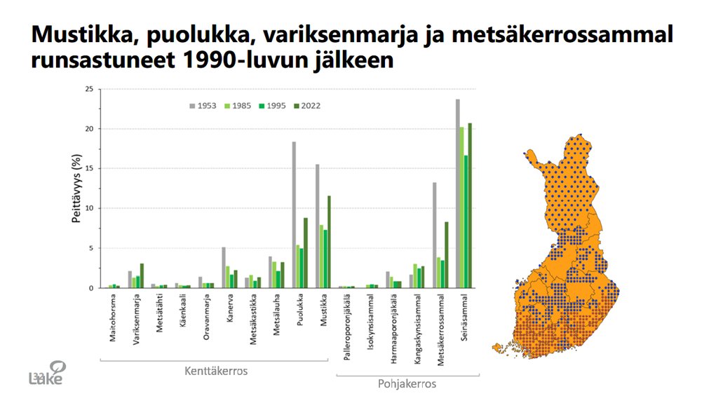 tiinavuoristo's tweet photo. Mustikka ja puolukka ovat selvästi runsastuneet edellisen 25 vuotta sitten tehdyn inventoinnin jälkeen, kertoo @RaisaMakipaa (@LukeFinland). Kivennäismailla maanmuokkaustapojen kehittyminen on vaikuttanut positiivisesti varpujen säilymiseen.
#OperaatioMustikka #metsä https://t.co/DsdxGsmEBw