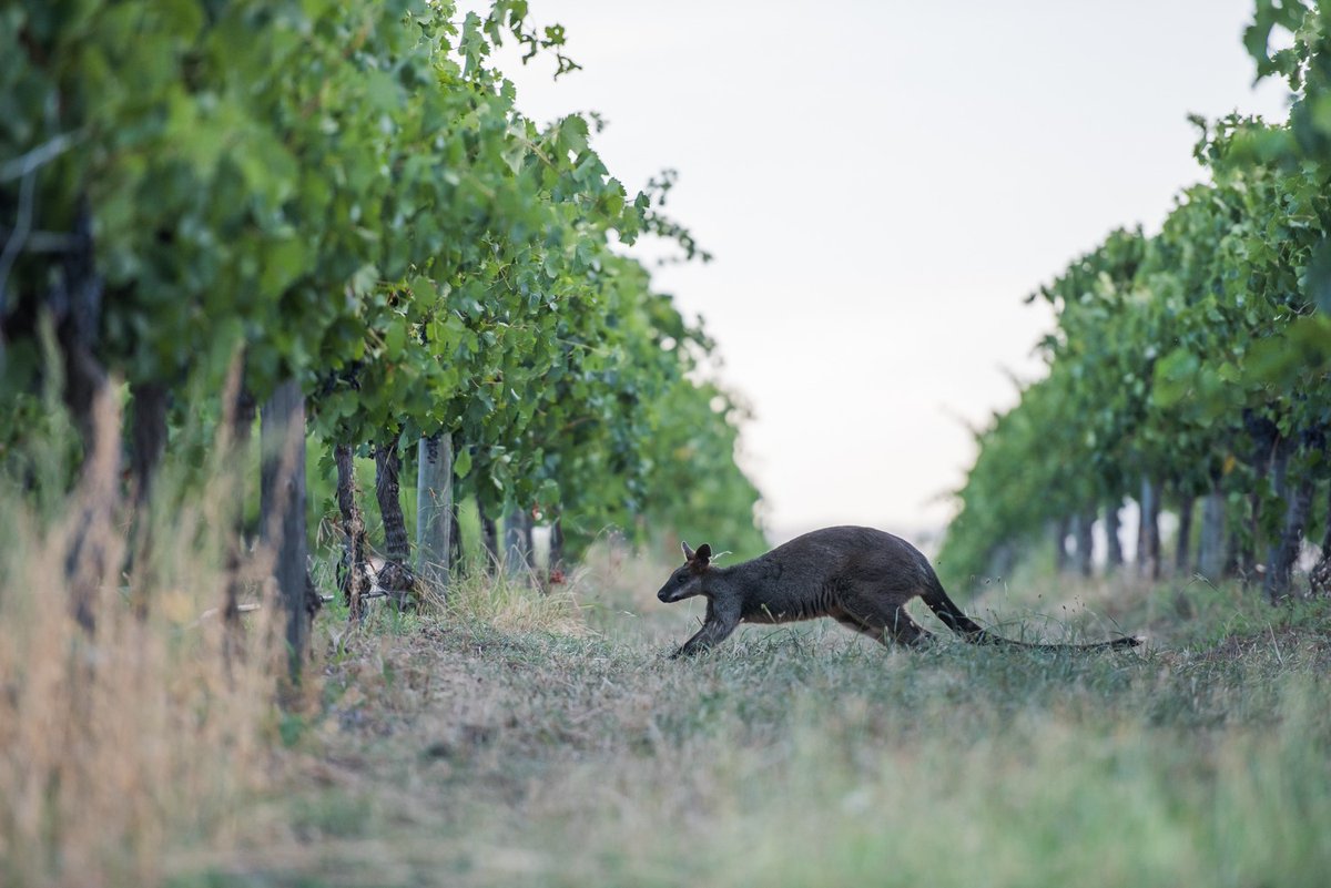 The tasting programme is now available to preview for New South Wales Wine's UK trade tasting 'The Birthplace of Australian Wine' on Wednesday 22 March 2023 at 67 Pall Mall.
View here: eviva.co.uk/wp-content/upl…
Register here: form.jotform.com/EvivaComm/22-m…