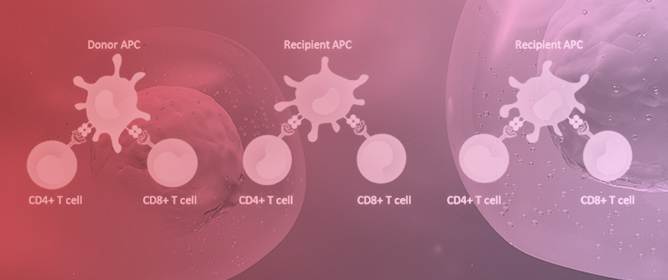 ✨#TitleStory
Check out our new title story
Role of the #immunesystem in Renal #Transplantation, Types of Response, Technical Approaches and Current Challenges by Gabriel Barreda-Gómez et al.  @upvehu 
#immuneresponse
#Elisa 

👉Full text: mdpi.com/2673-5601/2/4/…