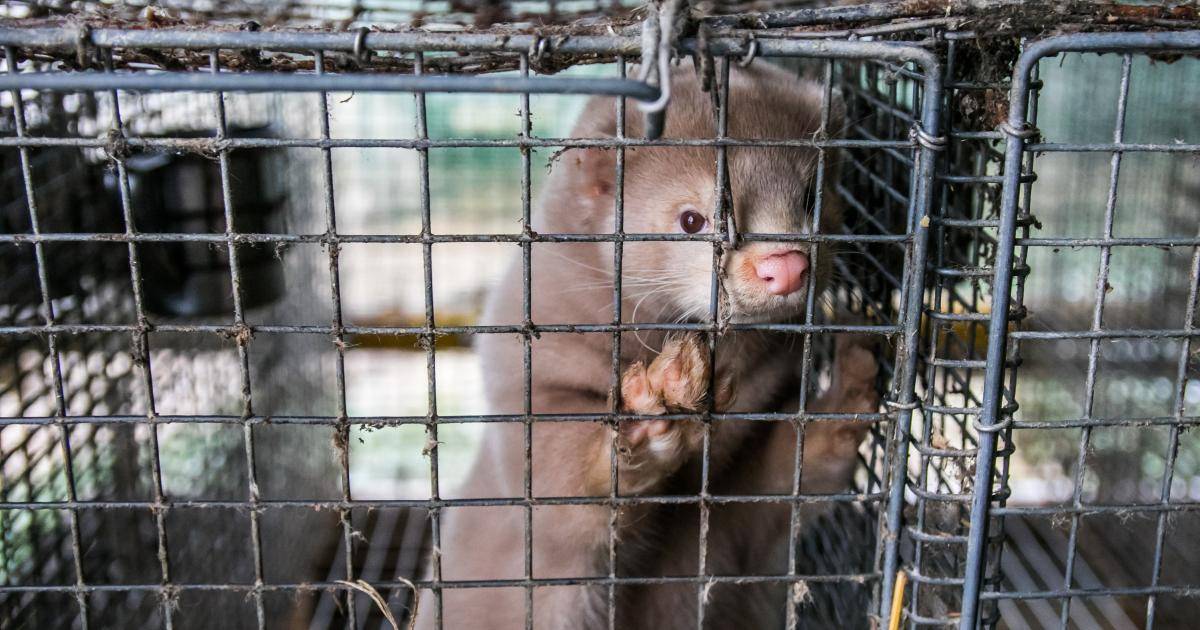 Situationen på svenska minkfarmer har förvärrats sedan pandemin dlvr.it/Sk6Sqg