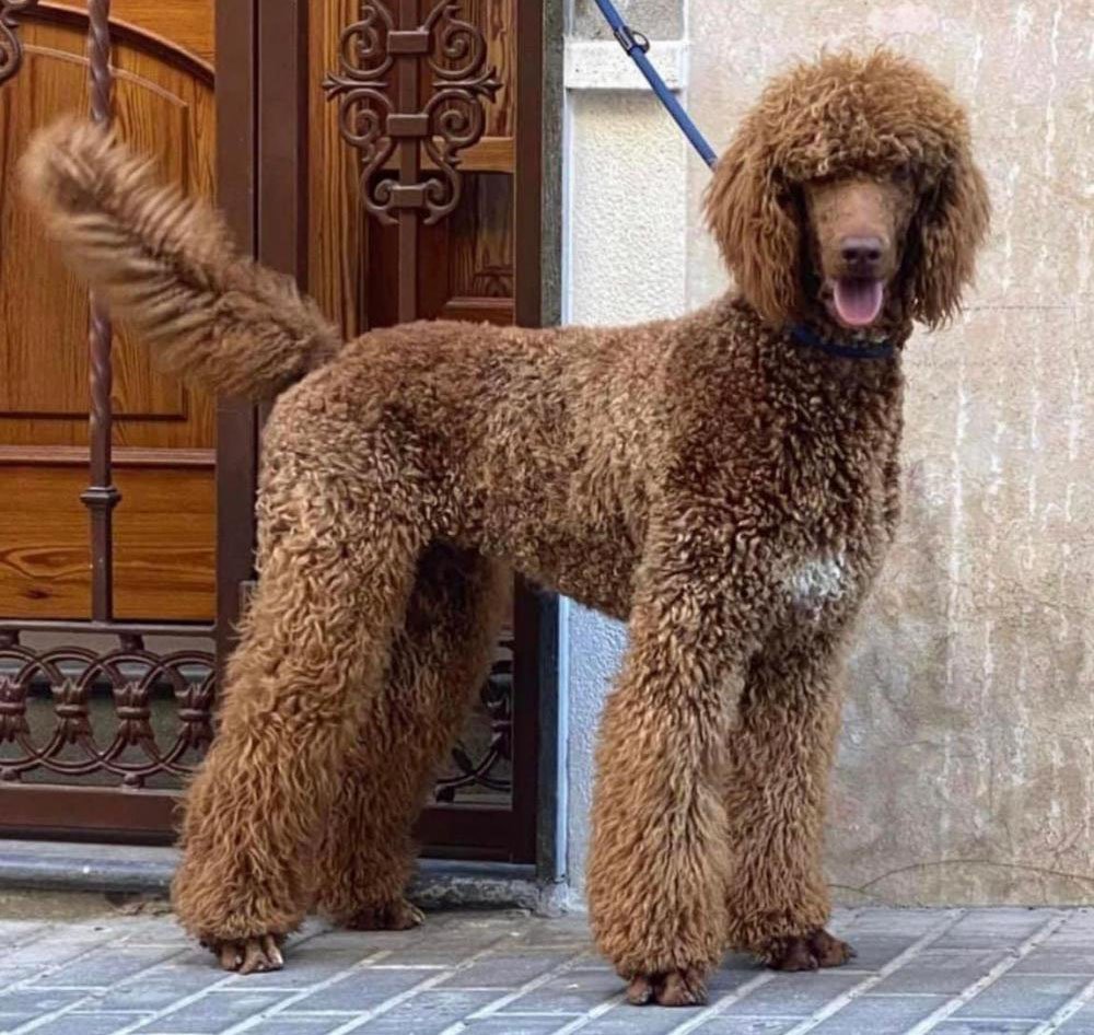 SE BUSCA A Yarel PERRO perdido CANICHE el día 24-02-2023 en la localidad de Xirivella (Valencia) -> buscomiperroperdido.com/perro-perdido/…