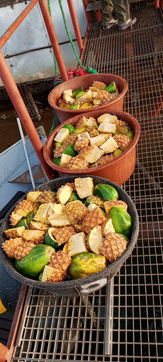 RichardSsuna's tweet image. This was their morning meal. #LiberiaChimps #StopAnimalTesting