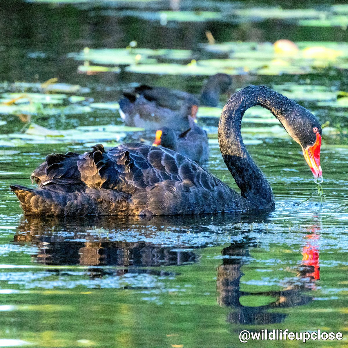 🦢 Black Swan Bubble 🗨 Always Amazing to Photograph 📸 and see what they do 🤩 💖 #animals #birds #BlackSwan #Swans #wildlife #wildlifeupclose